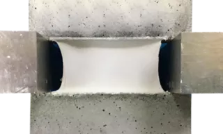 elastico